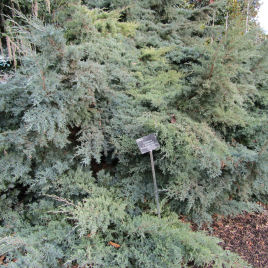 Juniperus horizontal 'Pfitzeriana Glauca'